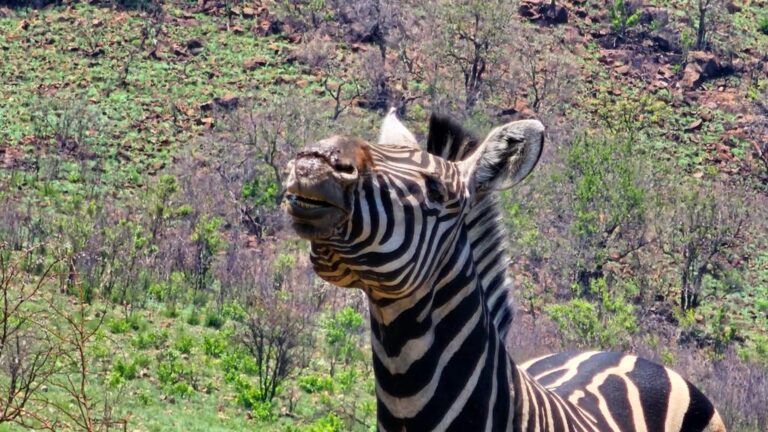 Full day Guided Open Vehicle Safari Drive